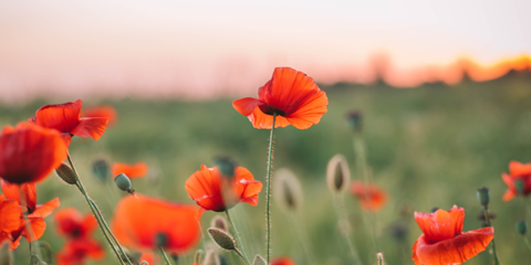 <p>This Anzac Day, as Australia commemorates 110 years since the landing at Gallipoli, we are privileged to share the stories that bring history closer to home.</p>